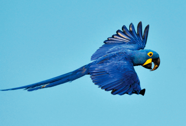 Fundación VIVA, Conservación Internacional Bolivia y SONY promueven el cuidado de la biodiversidad con un Concurso Nacional de Fotografía