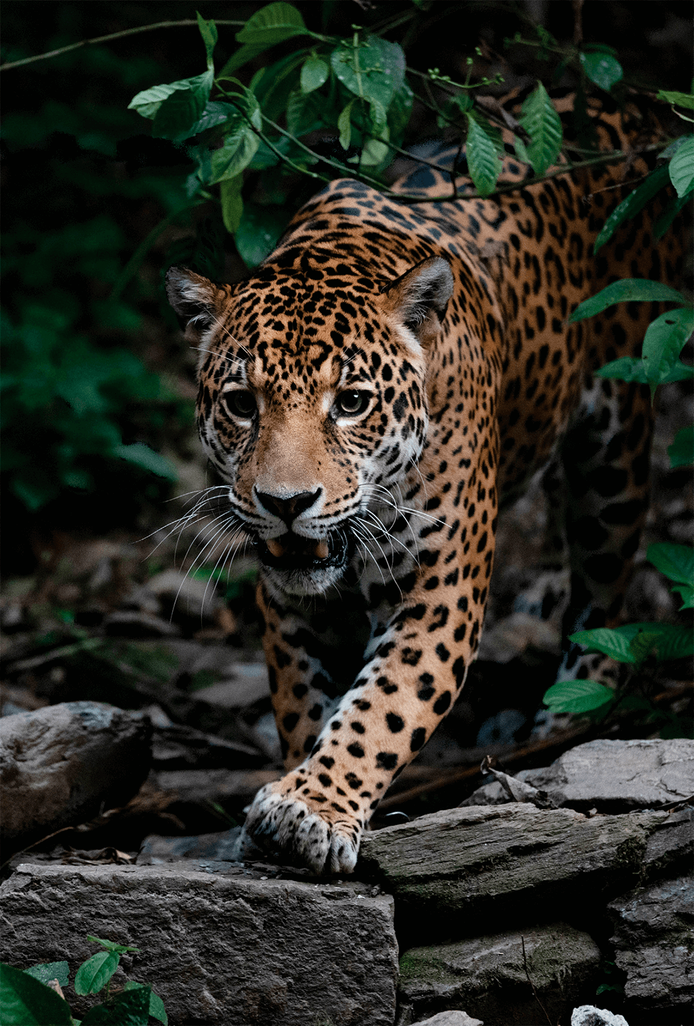 Fundación VIVA, Conservación Internacional Bolivia y SONY promueven el cuidado de la biodiversidad con un Concurso Nacional de Fotografía