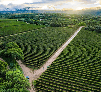 TARIJA, TIERRA DE VINOS DE ALTURA: el turismo enológico conquista Bolivia